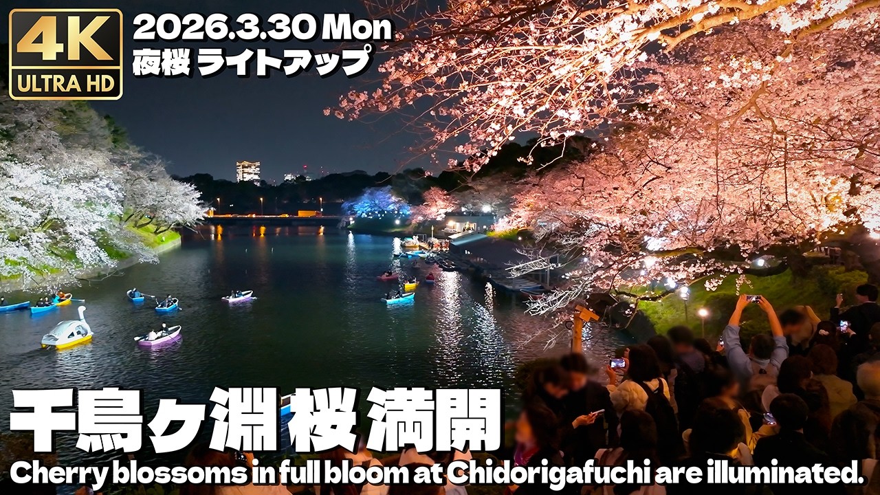[4K]  満開の夜桜ライトアップ 千鳥ヶ淵 2026.3.30 / Cherry blossoms in full bloom in Chidorigafuchi, Tokyo, Japan.