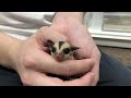 フクロモモンガのYouTubeサムネイル画像
