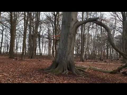 Waldandacht zum globalen Klimastreiktag