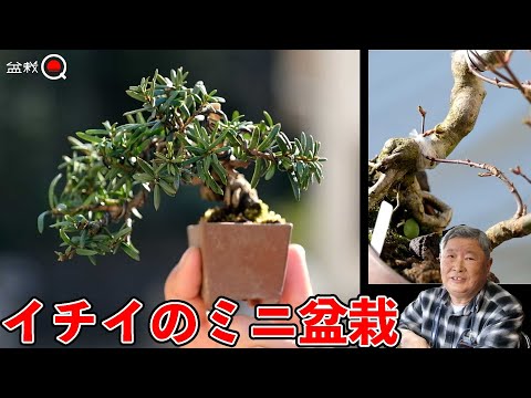 大葉石イチイ 植物