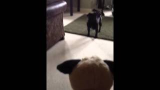Pug vs Toy Pug