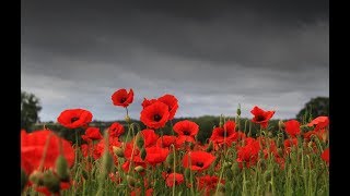 Remembrance Day Tribute