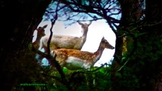 preview picture of video 'Hunting Fallow deer in New Zealand # 34'