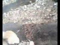 Речка Белая. В нальчике. 