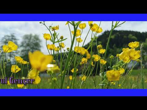 Aman çeşme canım çeşme