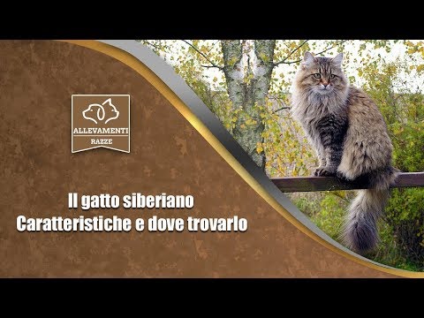 Il dolore dalla vita alla coscia destra Trattamento delle cisti spinali senza chirurgia