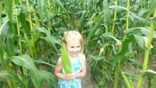 preview picture of video 'Schuett Farms - Picking Sweet Corn'