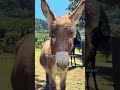 Oh To Be Loved By The Farm Keeper ️ The Donkey Secretly Loves Them Too Farm Nature