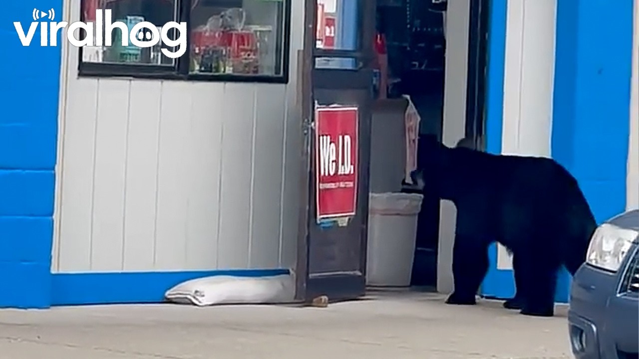 Black Bear Walks Into Store and Takes Candy || ViralHog