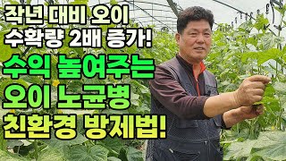 수확량 2배 증가! 수익 높여주는 오이 노균병 친환경 방제 비결 공개
