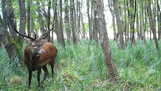 Best of Wildkamera 2020 - Hunter Brothers