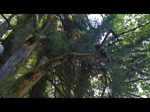 Norwegian Forest Cat: Climbing Tour with Finn
