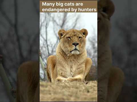 Which big cats are endangered?