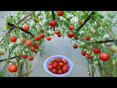 , title : 'Tomatoes grow fast and have many fruits if you grow this method | Growing tomatoes from seeds'