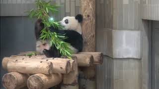 お部屋のシャンシャン