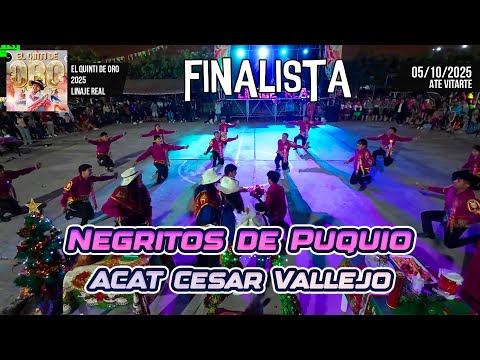 Negritos de Puquio - Ayacucho - ACAT Cesar Vallejo / Quinti de Oro 2025 Royal Lineage