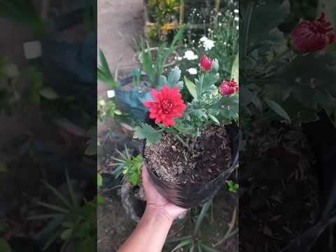Krisan, rekomendasi bunga tahan panas, dataran rendah #hobby #bunga #tanamanhias #flowers #uang