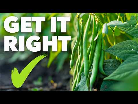 Bean Growing Masterclass: Grow Super-Fast Green Beans