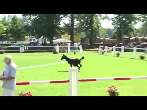 Hengstfohlen C-Trenton Z X Levisto Z x Landprinz I , geboren 2014