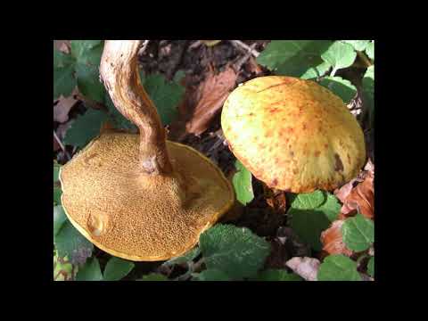 Chalciporus piperatus