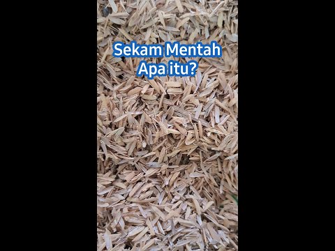 Apa itu Sekam Mentah? Yuk cari tahu di sini #shortvideo