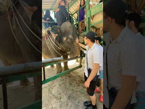 Slow, Strong & Savage – Tortoises, Elephants & Tigers Compilation