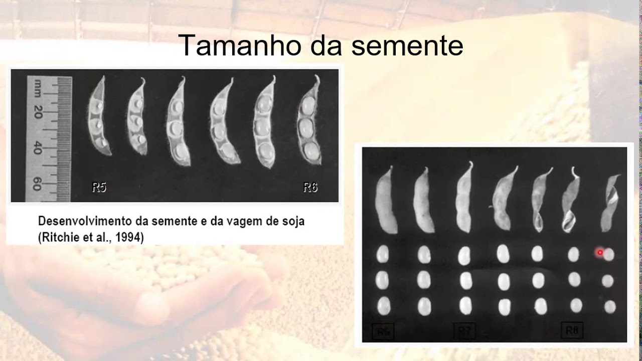 VIDEO AULA MATURAÇÃO DE SEMENTES