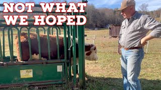 We Thought Our Herd Was Growing…THEN The Vet Arrived