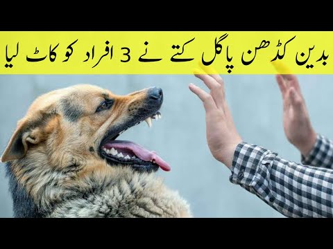 Dog Bite | Kadhan Badin News | Rimsha TV