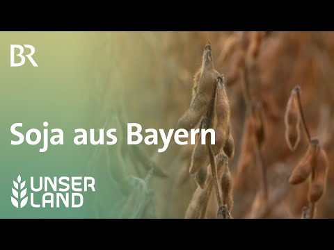 Soja aus Bayern | Unser Land | - BR Fernsehen