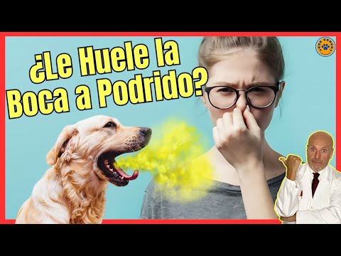 ❤️‍🔥 WHY DOES MY DOG'S MOUTH SMELL LIKE DROWN? WHAT DO I DO? ❤️‍🔥