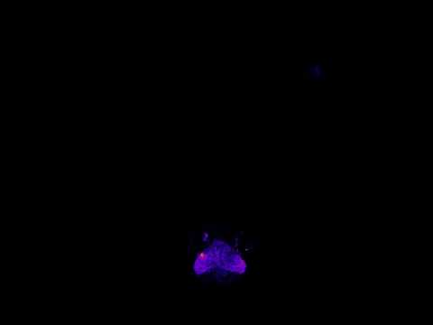 Ученые впервые запечатлели на видео движение мыслей. Ученые впервые запечатлели на видео движение мыслей. Фото.