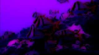 Die Schlafwandlerin - The Somnambulist - XTC Cover