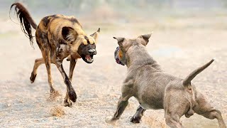 American Pitbull VS African Wild Dog - Who would win?