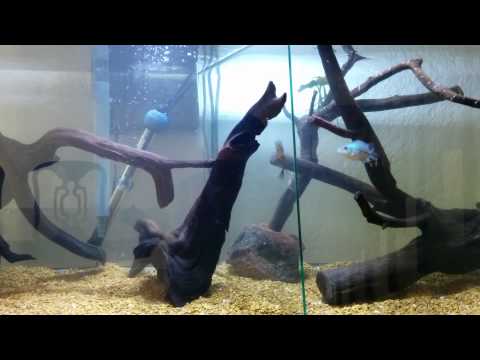 FLOWER HORN THAI SILK