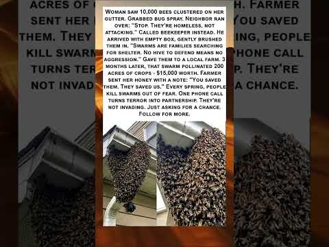 The Bees Looking for Home