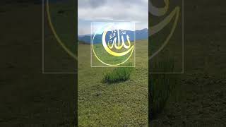Download lagu ALLAH #islamicmotivation #rasoolallah #allah #allahswt #dhikr #followsunnah #fridayblessings #ayah mp3