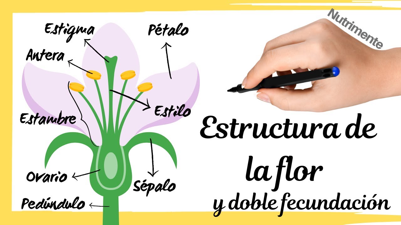 PARTES de la FLOR, tipos de flores y la DOBLE FECUNDACIÓN