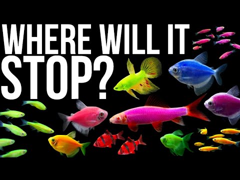 The Strange World Of Glofish And Other Aquarium Man Made Fish