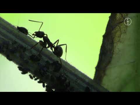 FWU - Biotische Umweltfaktoren - Konkurrenz - Trailer