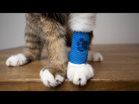 Consumer Reports: Is Pet Insurance Worth It? Vet Costs & Payouts