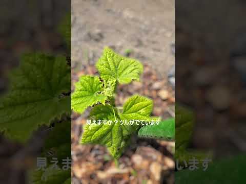 トゥジャが乾燥して葉が黄色くなったのはなぜですか?すべては自然に緑色を取り戻すためです。  庭園