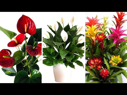 , title : '10 Low Light Flowering Houseplants /Stunning Low Light Flowering Indoor Plants with Identification