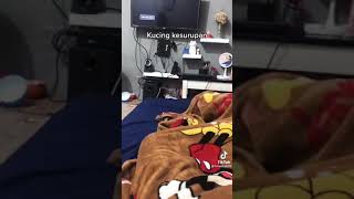 Download lagu #trending Story WhatsApp kucing kesurupan 🤣#shorts mp3