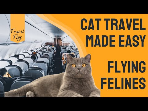 Flying Felines: The Ultimate Guide to Air Travel with Your Cat | Your Guide to Stress-Free Travel