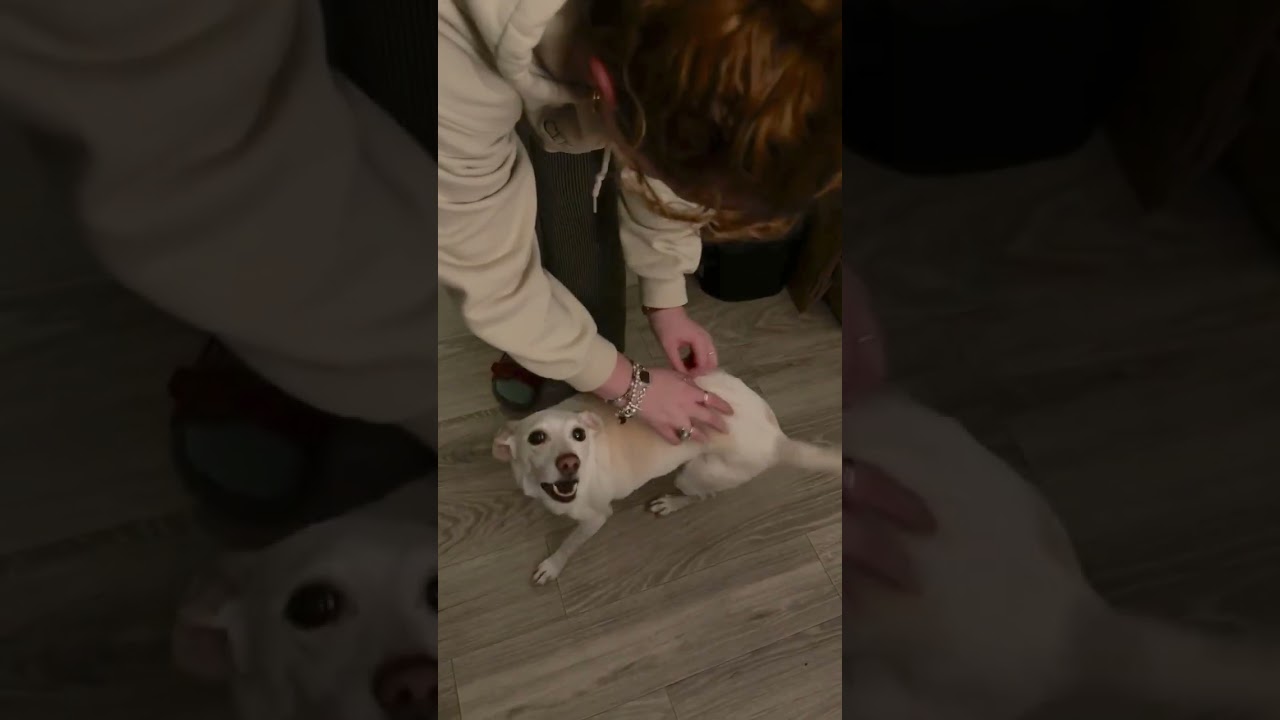 Rosie, an adopted mixed breed in Franklin, TN video 5/6