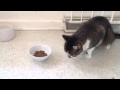 Bat The Cat Eating