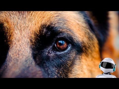 10 САМЫХ УМНЫХ СОБАК В МИРЕ