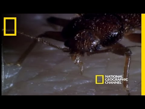 Bed Bugs | National Geographic