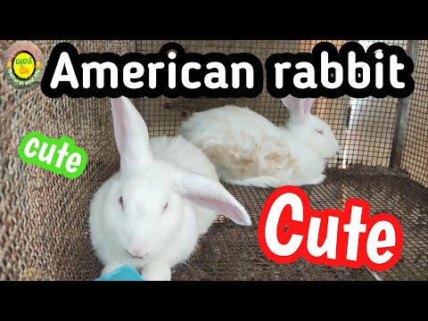 , title : 'Panon Rabbit - Tiktok panon rabbit- American Rabbit An American Classic-Cute American White Rabbits